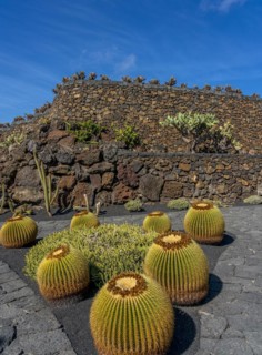Golden ball cacti