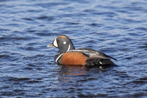 Harlequin duck