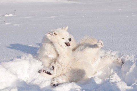 Samoyed dogs