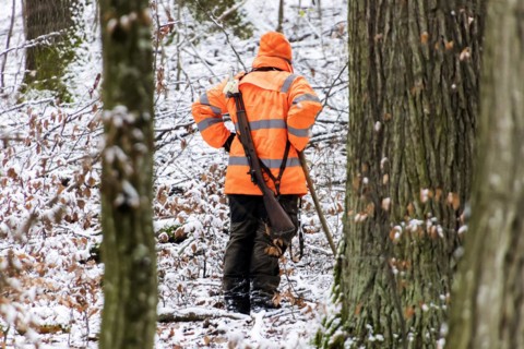 Driven hunt in Schoenbuch Nature Park
