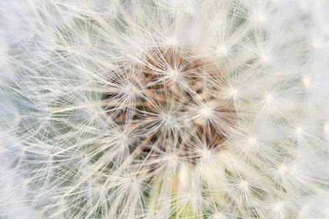Graphic close-up of dandelion seeds in spring