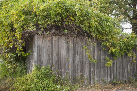 Old wooden fence