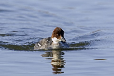Smew