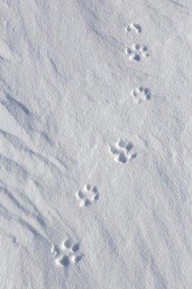Red fox