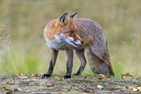 Red fox