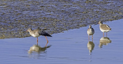 Three spotted redshanks