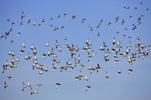 European golden plovers