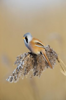 Bearded reedling