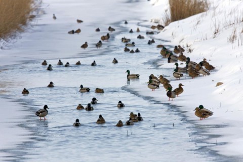 Mallard