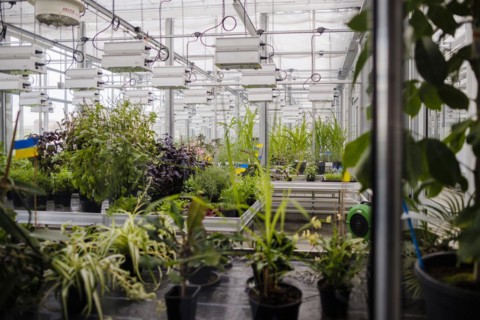 View into the Phytotechnikum research greenhouse of the University of Hohenheim. Stuttgart