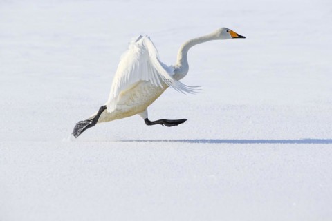 Whooper swan