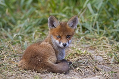 Young red fox