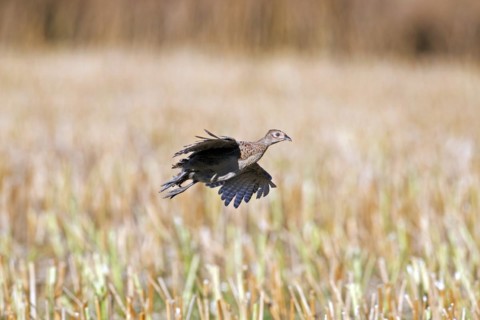 Common pheasant