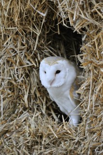 Barn owl