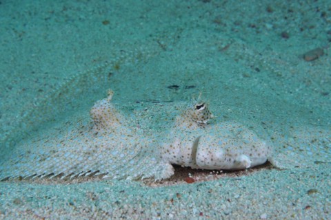 Portrait of peacock flounder