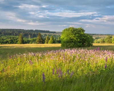 Typical landscape in the Rhoen biosphere reserve