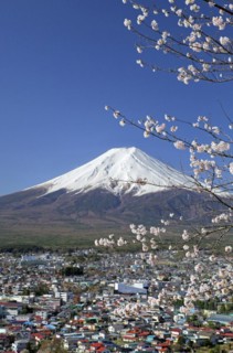Mount Fuji and cherry blossoms Fujiyoshida city Yamanashi Japan