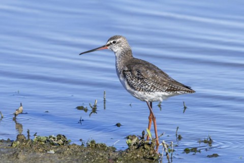 Spotted redshank