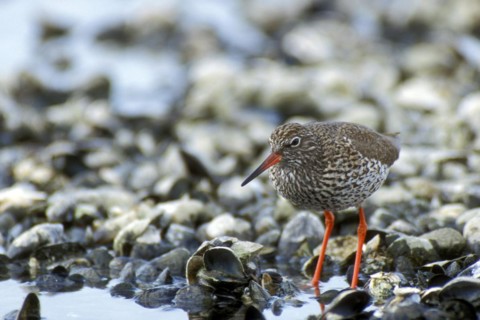 Common redshank