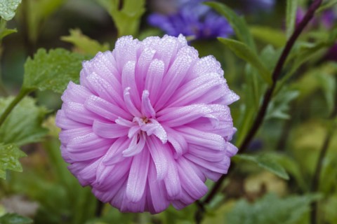 Bush aster