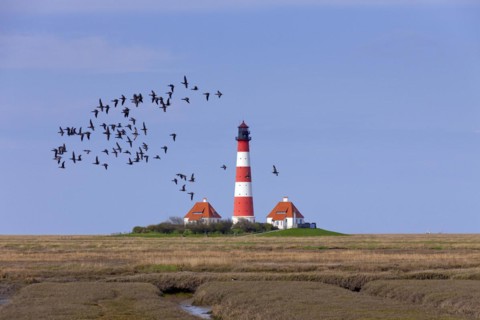 Flock of barnacle geese