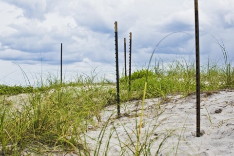 Fence posts at the beach
