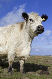 White Galloway cow in field
