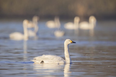Bewick's swans
