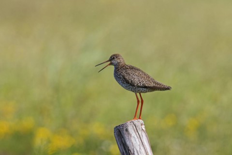 Common redshank