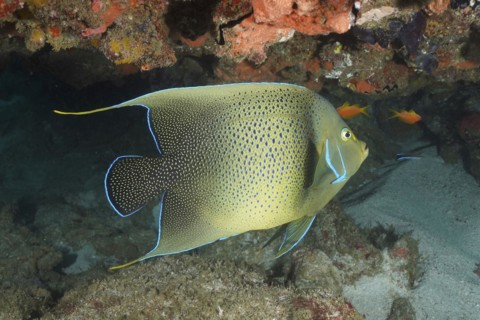 Koran angelfish