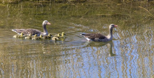 Greylag Goose