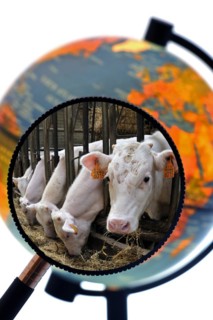 Cows in cattle breeder's cowshed seen through magnifying glass held against illuminated terrestrial globe