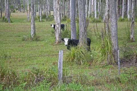 Black baldy