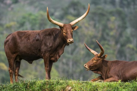 Watusi