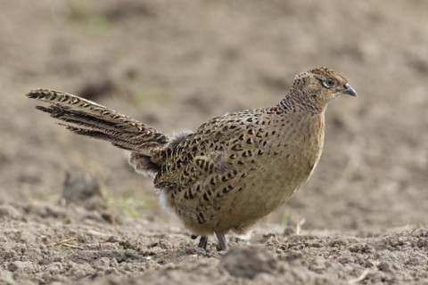 Common pheasant