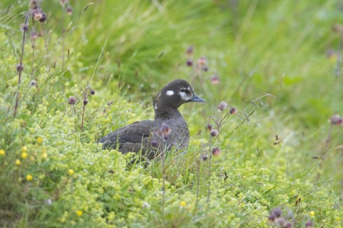 Harlequin duck