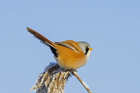 Bearded reedling