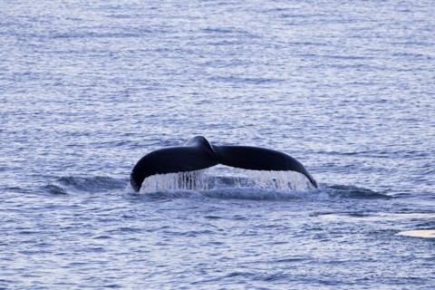 Humpback whale