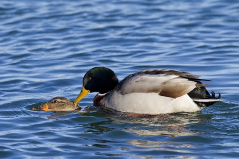 Mallard