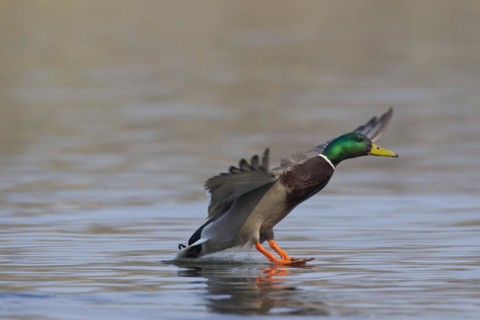 Mallard
