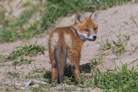 Cute red fox