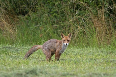 Red fox