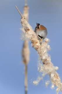 Bearded Reedling