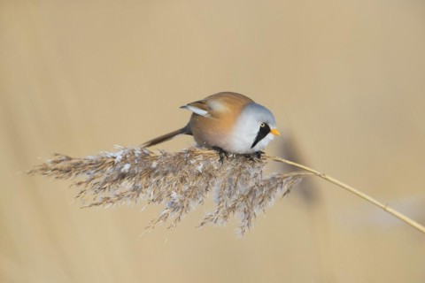 Bearded reedling