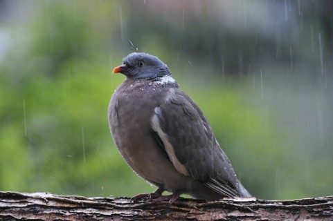 Common Wood Pigeon