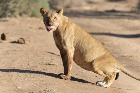 Lion