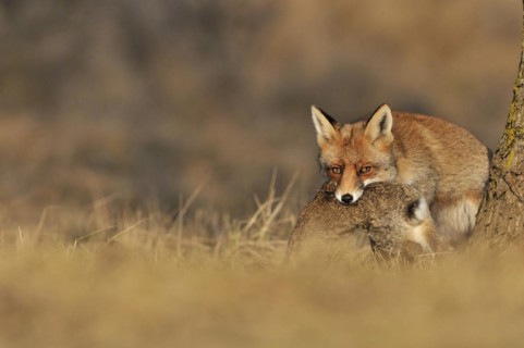 Red fox