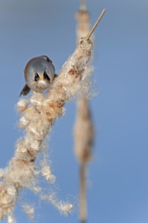 Bearded Reedling
