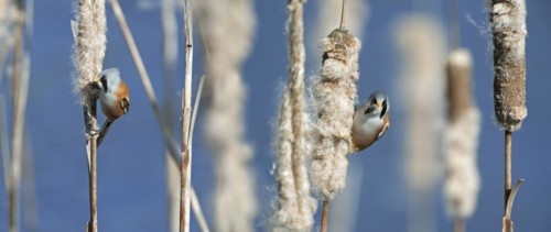 Bearded Reedlings