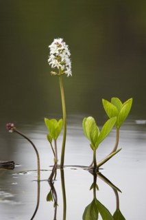 Bogbean